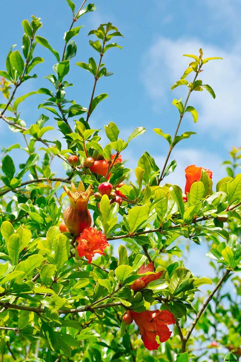 Pomegranate Propagation: The Best Methods to Grow Your Own Trees