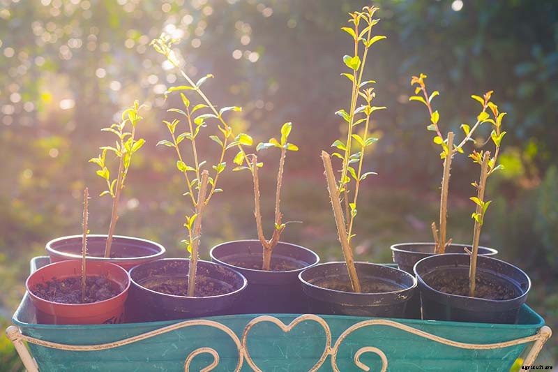 Pomegranate Propagation: The Best Methods to Grow Your Own Trees