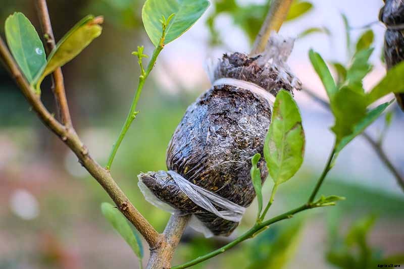 Pomegranate Propagation: The Best Methods to Grow Your Own Trees
