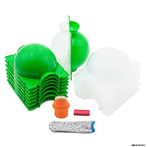 Pomegranate Propagation: The Best Methods to Grow Your Own Trees