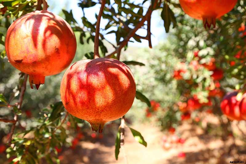 Pomegranate Propagation: The Best Methods to Grow Your Own Trees