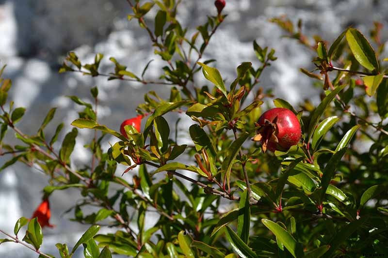 Pomegranate Propagation: The Best Methods to Grow Your Own Trees