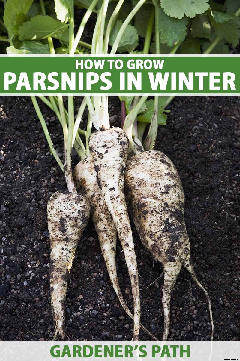 How to Grow and Harvest a Winter Parsnip Crop