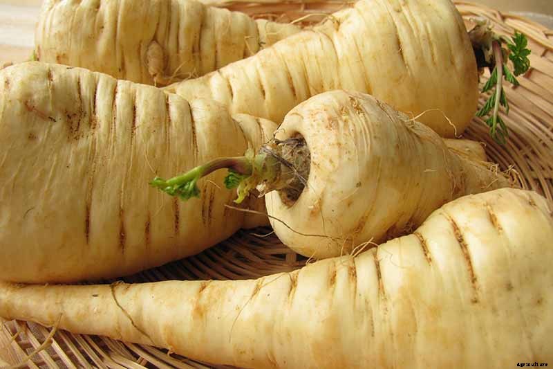 How to Grow and Harvest a Winter Parsnip Crop