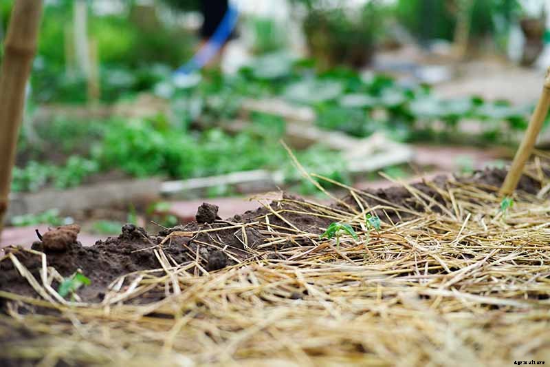 How to Grow and Harvest a Winter Parsnip Crop
