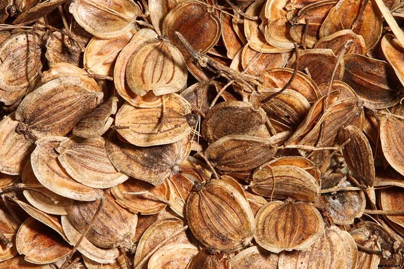 How to Grow and Harvest a Winter Parsnip Crop