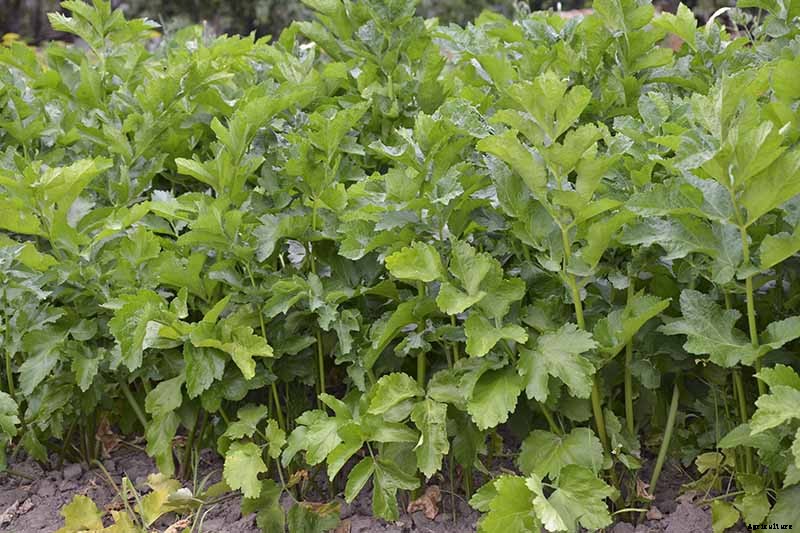 How to Grow and Harvest a Winter Parsnip Crop