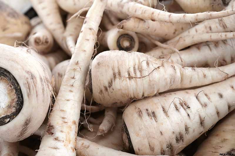 How to Grow and Harvest a Winter Parsnip Crop