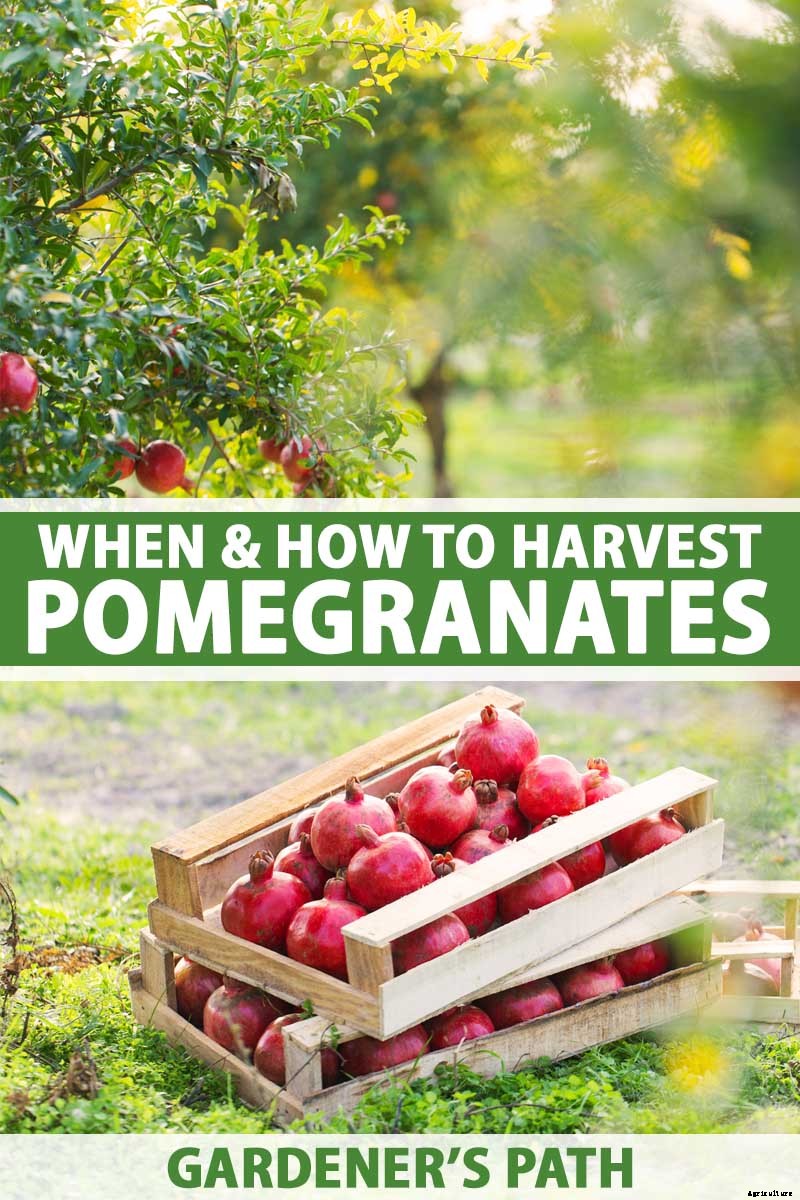 How and When to Harvest Pomegranates