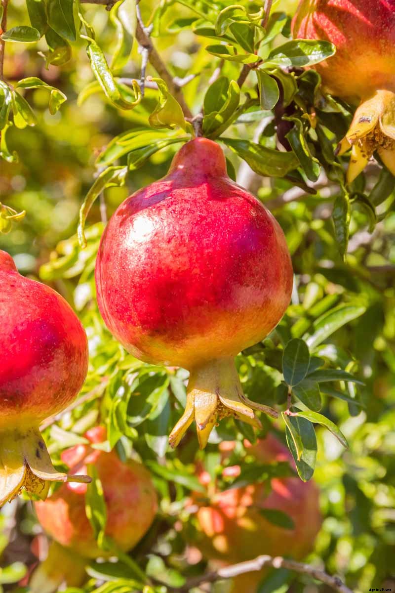How and When to Harvest Pomegranates