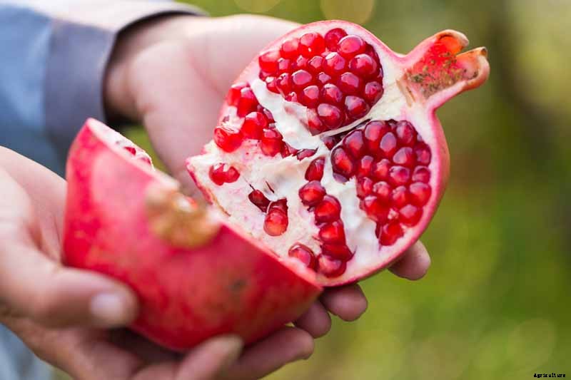 How and When to Harvest Pomegranates