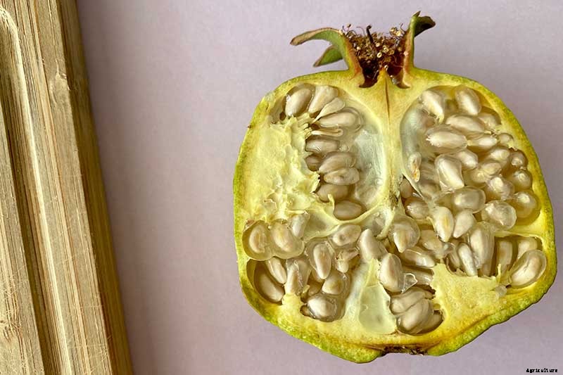 How and When to Harvest Pomegranates