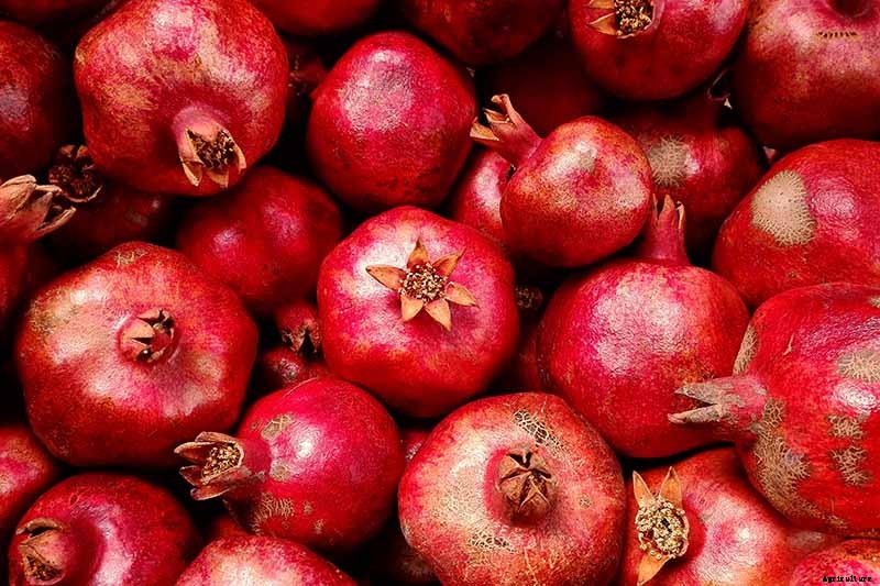 How and When to Harvest Pomegranates