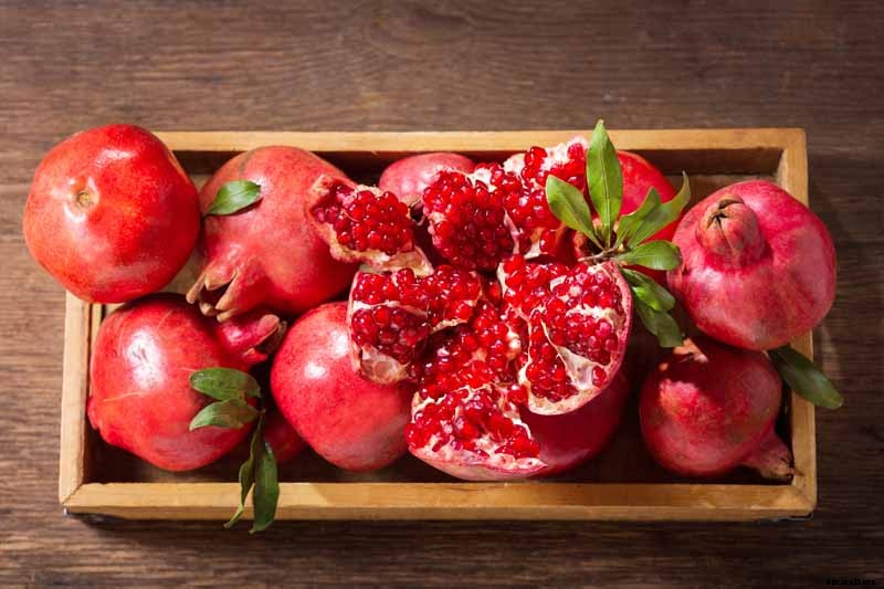 How and When to Harvest Pomegranates