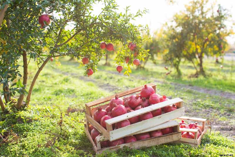 How and When to Harvest Pomegranates