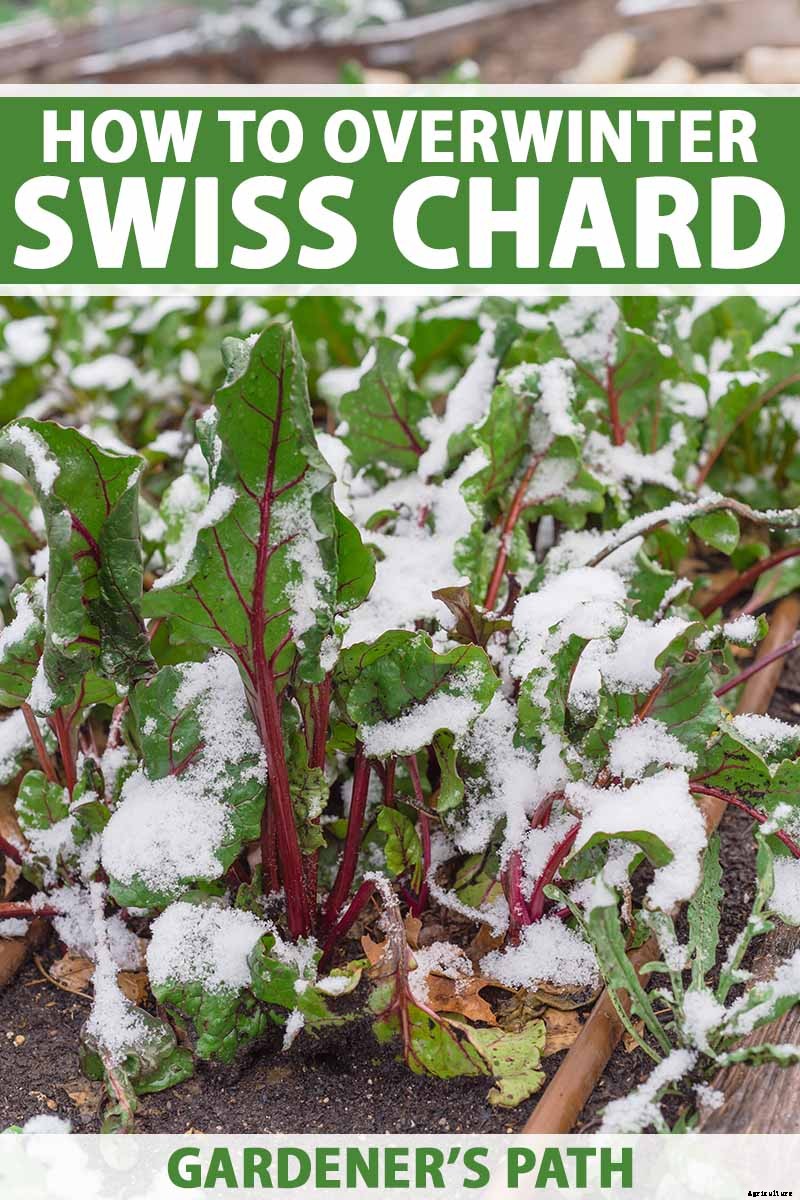 How to Overwinter Cold-Hardy Swiss Chard