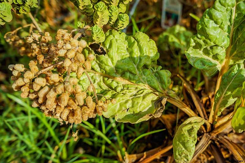 How to Overwinter Cold-Hardy Swiss Chard