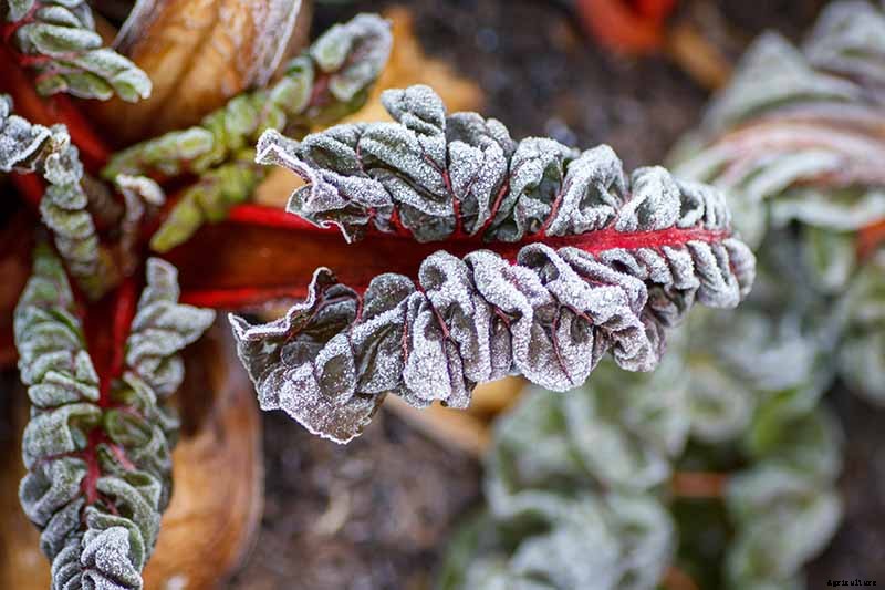 How to Overwinter Cold-Hardy Swiss Chard
