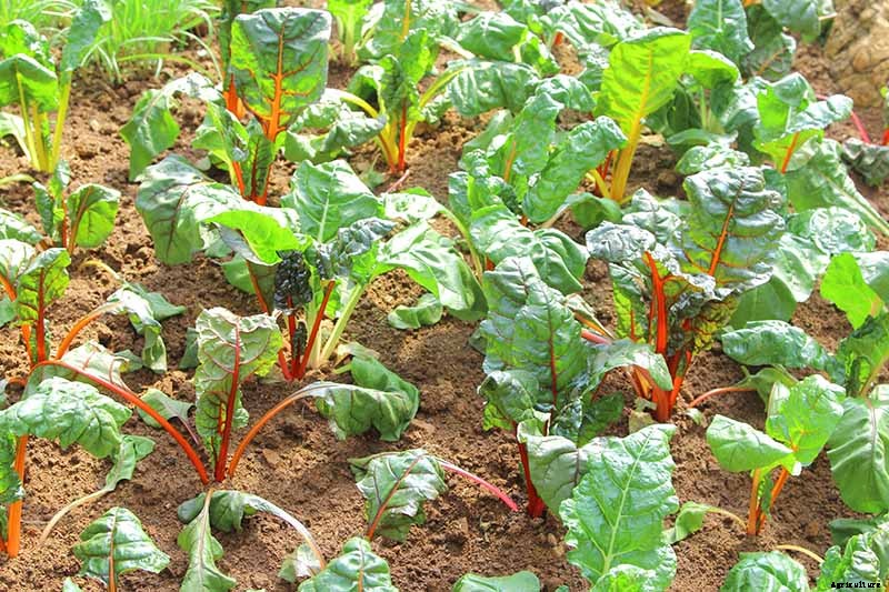 How to Overwinter Cold-Hardy Swiss Chard