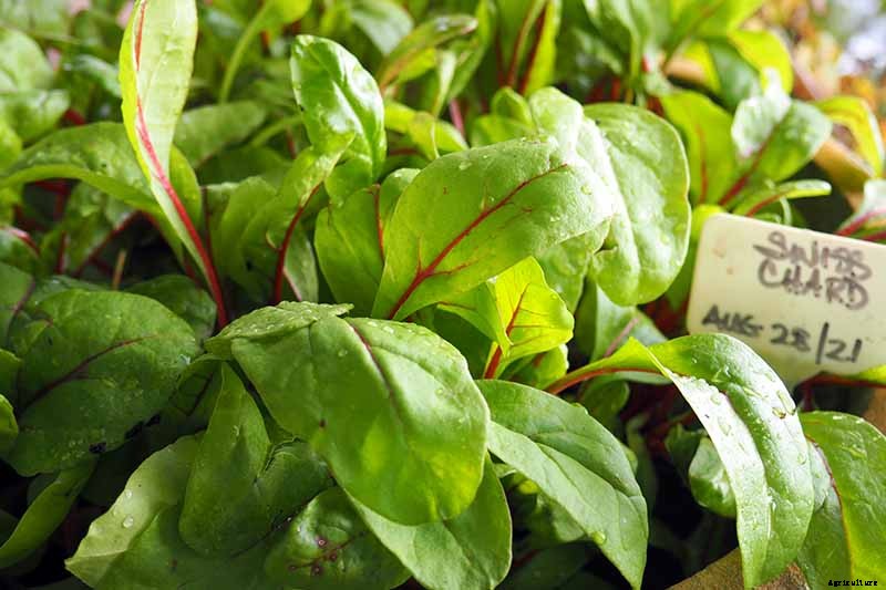 How to Overwinter Cold-Hardy Swiss Chard