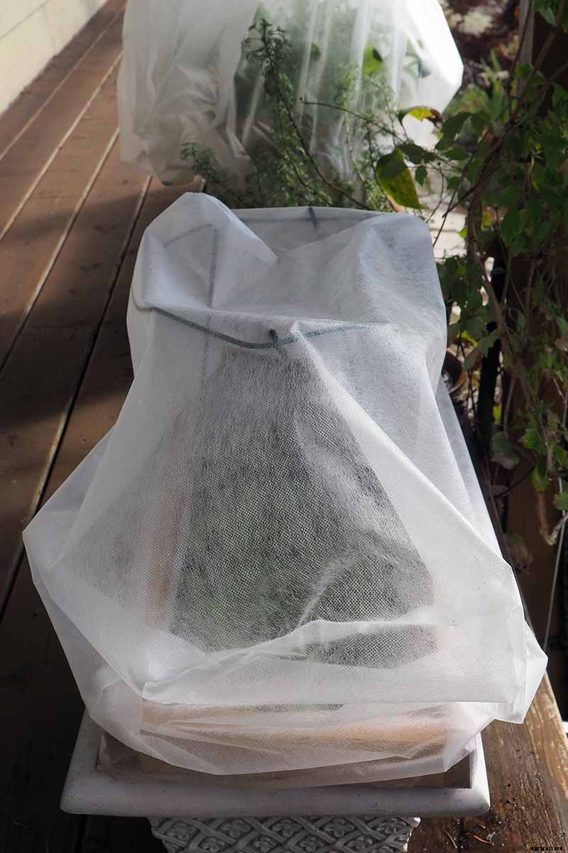 How to Overwinter Cold-Hardy Swiss Chard