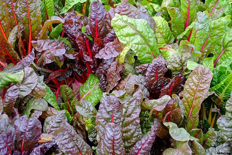 How to Overwinter Cold-Hardy Swiss Chard