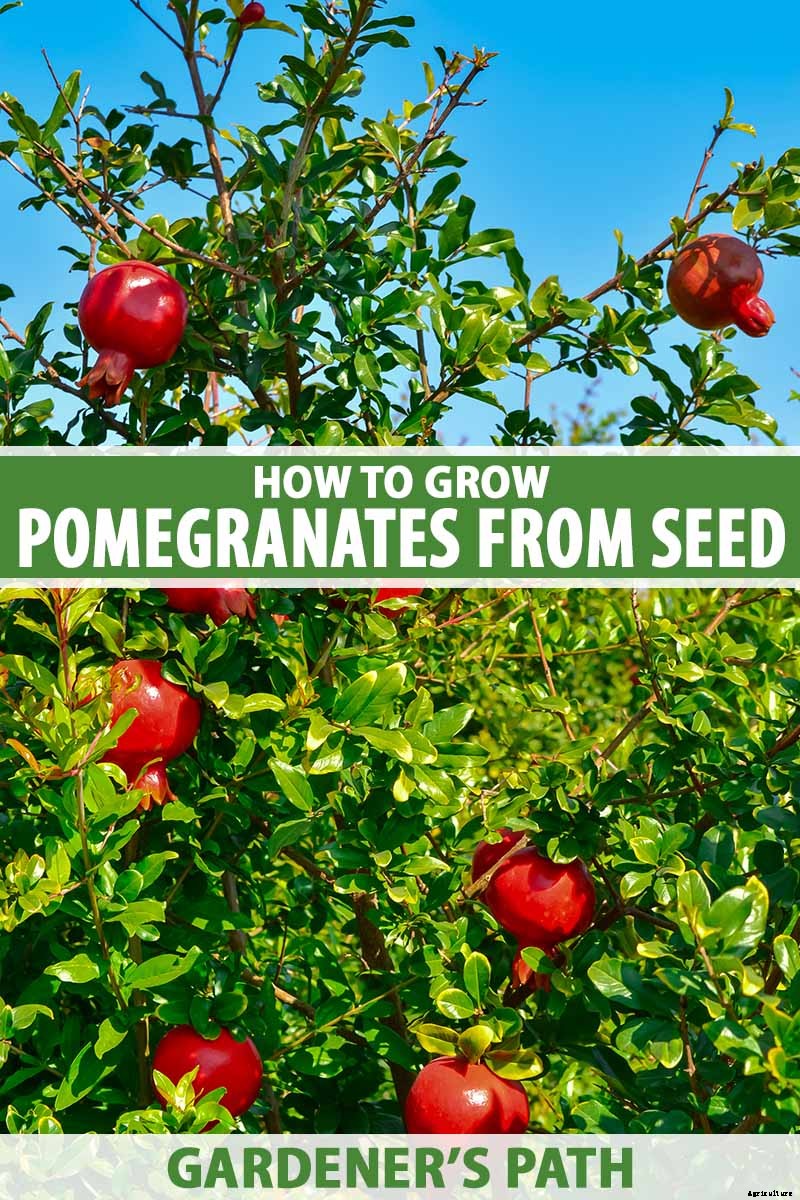 Propagating Pomegranates from Seed: A Rewarding Project with Variable Results