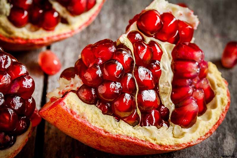 Propagating Pomegranates from Seed: A Rewarding Project with Variable Results