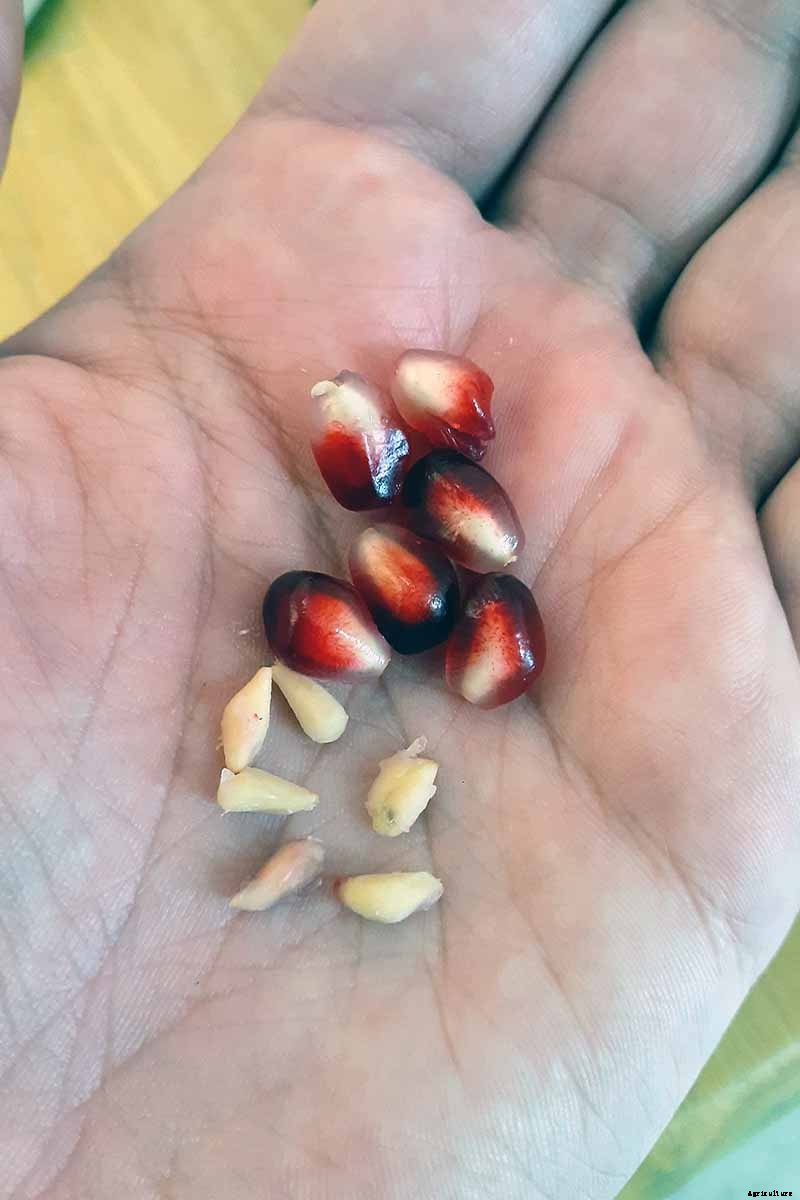 Propagating Pomegranates from Seed: A Rewarding Project with Variable Results
