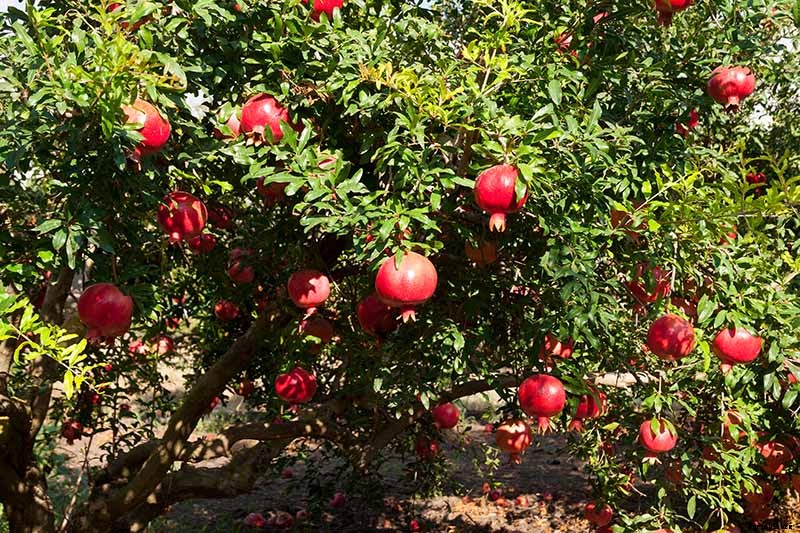 Propagating Pomegranates from Seed: A Rewarding Project with Variable Results