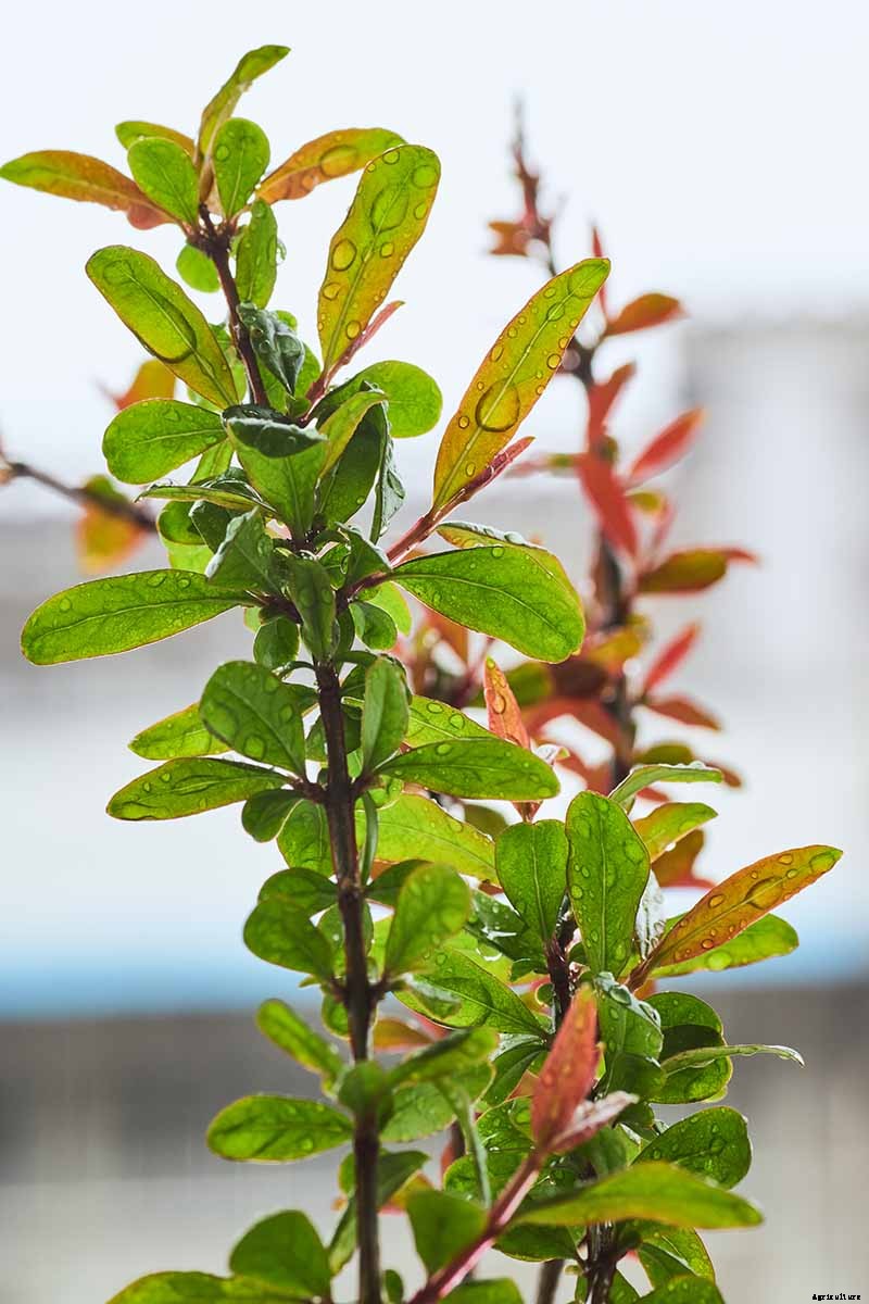 Propagating Pomegranates from Seed: A Rewarding Project with Variable Results