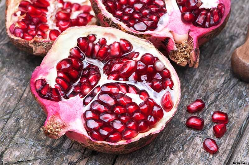 Propagating Pomegranates from Seed: A Rewarding Project with Variable Results