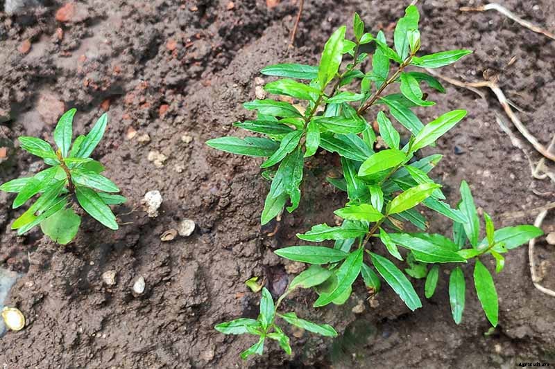 Propagating Pomegranates from Seed: A Rewarding Project with Variable Results
