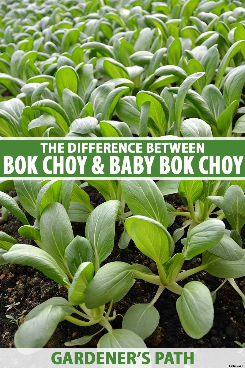 Bok Choy vs. Baby Bok Choy: What’s the Difference?