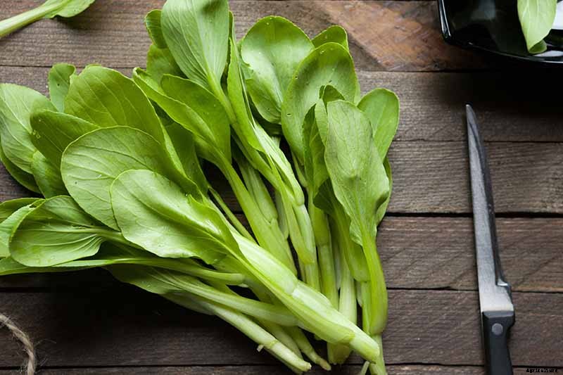 Bok Choy vs. Baby Bok Choy: What’s the Difference?