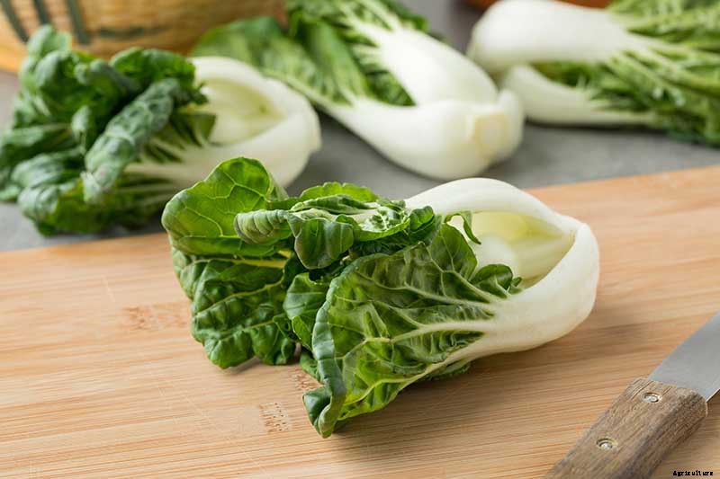Bok Choy vs. Baby Bok Choy: What’s the Difference?