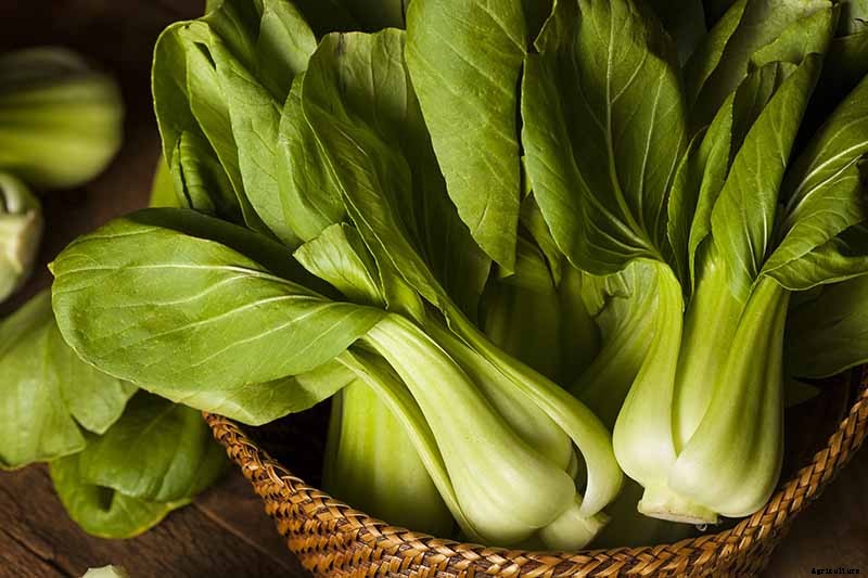 Bok Choy vs. Baby Bok Choy: What’s the Difference?