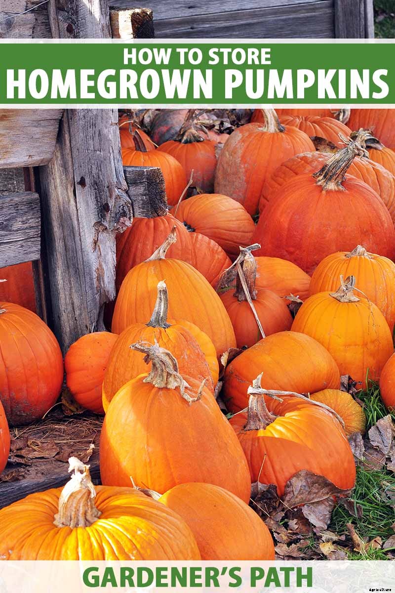 How Long Can You Keep a Pumpkin? Post-Harvest Storage Tips