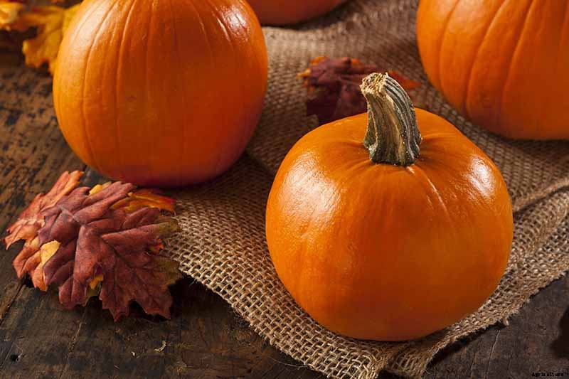 How Long Can You Keep a Pumpkin? Post-Harvest Storage Tips