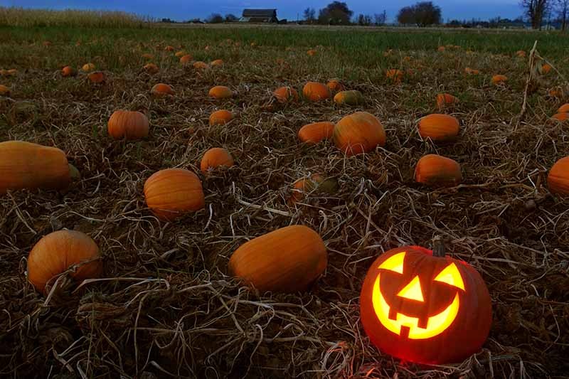How Long Can You Keep a Pumpkin? Post-Harvest Storage Tips