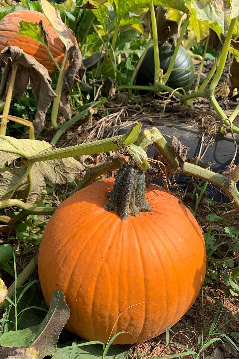 How Long Can You Keep a Pumpkin? Post-Harvest Storage Tips