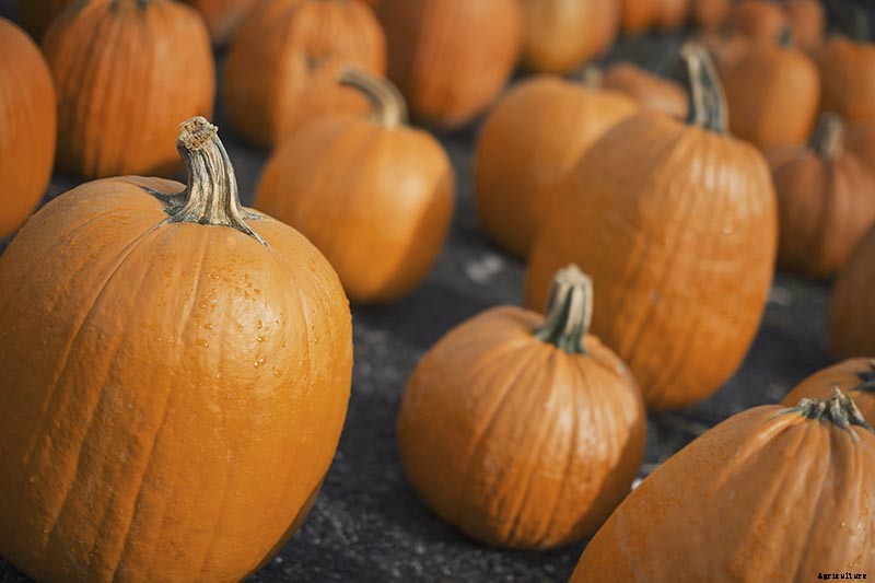 How Long Can You Keep a Pumpkin? Post-Harvest Storage Tips
