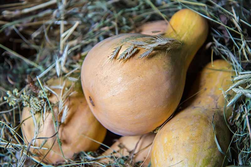How Long Can You Keep a Pumpkin? Post-Harvest Storage Tips