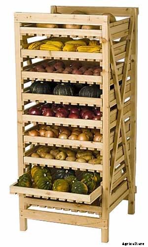 How Long Can You Keep a Pumpkin? Post-Harvest Storage Tips