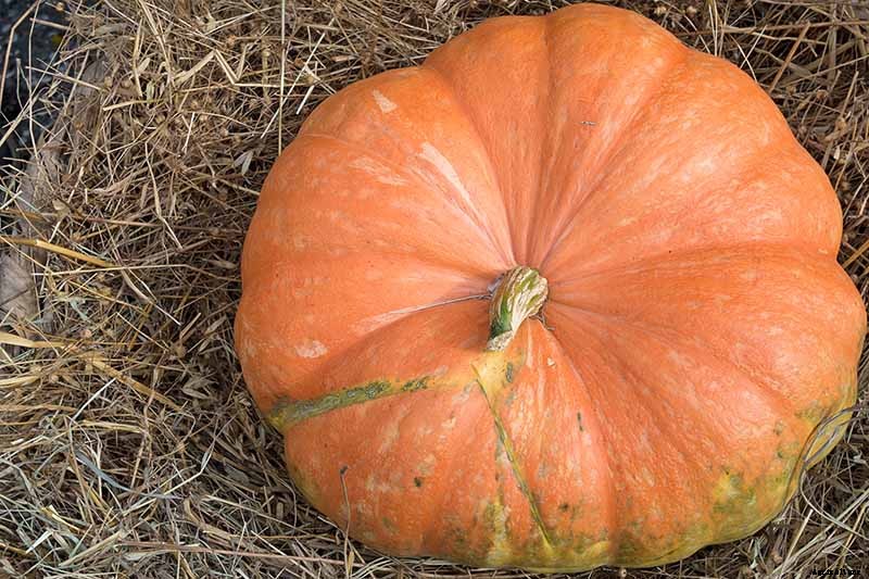 How Long Can You Keep a Pumpkin? Post-Harvest Storage Tips