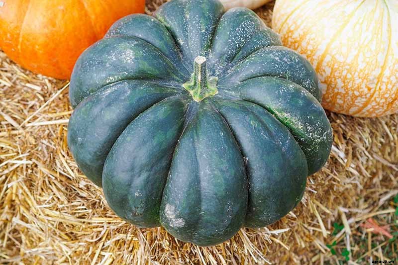 How Long Can You Keep a Pumpkin? Post-Harvest Storage Tips