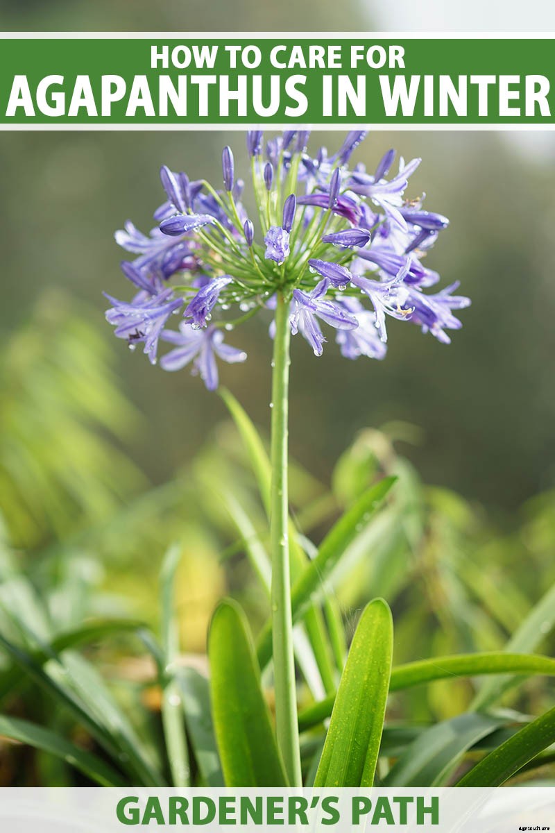 How to Care for Agapanthus Plants in Winter