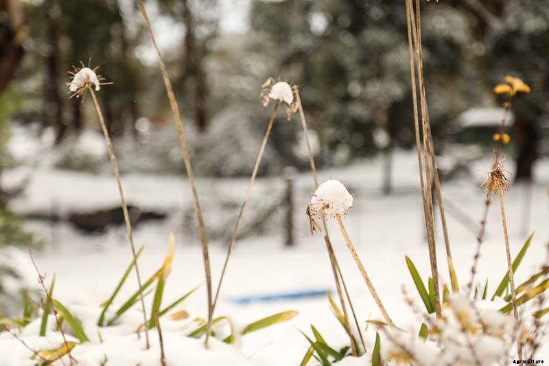 How to Care for Agapanthus Plants in Winter
