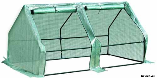 How to Care for Agapanthus Plants in Winter