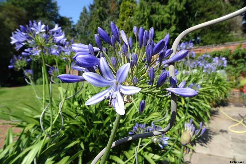 How to Care for Agapanthus Plants in Winter
